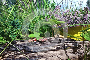 Forest strawberries growing on an old log among the green grass