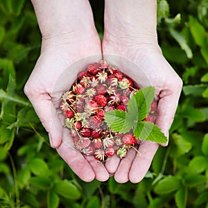 Forest strawberries in the hands
