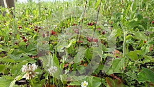 Forest strawberry fields in Russia