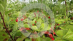 Forest strawberry fields in Russia