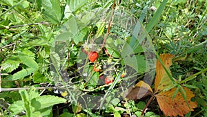 Forest strawberry fields in Russia