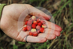 Forest strawberry in a woman`s palm