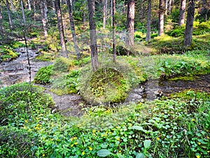 Forest With Stream