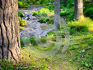 Forest With Stream