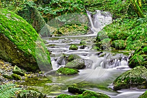 Forest stream photo