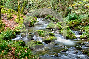 Forest stream photo