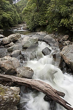 Forest Stream