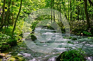 Forest stream