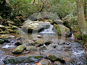 Forest Stream