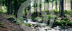 Forest stream