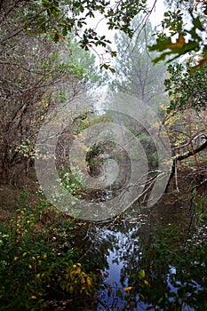 Forest and stream in Autumn