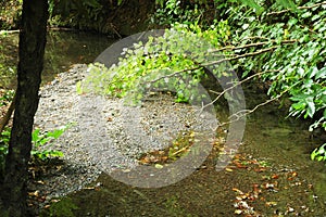 A forest stream with a bed of pebbles.