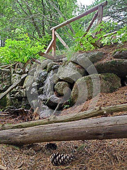 Forest with stream, bridge, rocks, fallen tree and cone