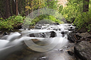 Forest stream in California mountains