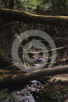 forest stream in a dark ravine with fallen trees