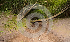 A forest stream in the dense thicket of the European jungle.