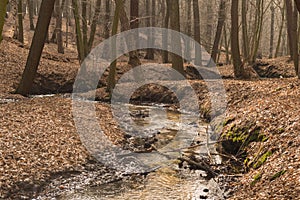 A forest stream flowing through a deep ravine.