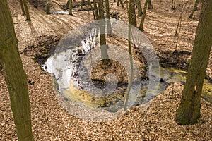 A forest stream flowing through a deep ravine.