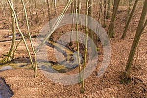 A forest stream flowing through a deep ravine.