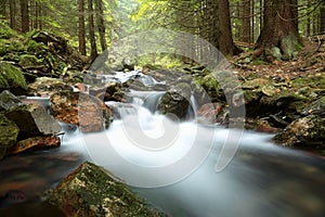 forest stream flowing down from the mountains a brook among coniferous trees slope of mountain pradziad is highest peak eastern