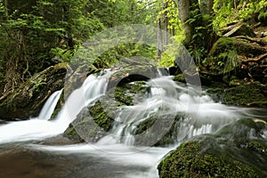 forest stream flowing img