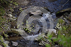 Forest stream with rocks and small cascades