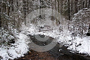 A forest stream among the snows