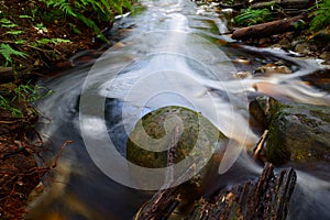 Forest Stream - South Africa