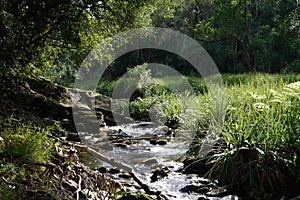 Forest Stream - South Africa