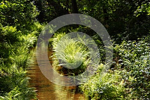 Forest stream in spring photo
