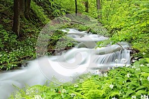 forest stream among springtime foliage brook in a deciduous flowing spring beech trees covered with lush green leaves may poland