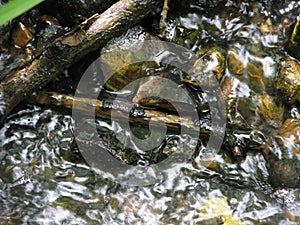 Forest stream in summer