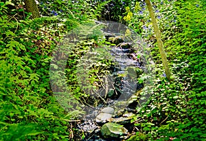 Forest stream surrounded by greenery