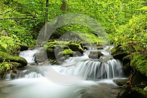 forest stream surrounded by spring vegetation forest brook flowing among spring beech trees covered with fresh green leaves may