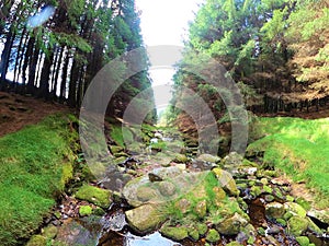 Forest stream surrounded by timberland in ancient old growth forest. Wicklow National Park in Ireland. photo