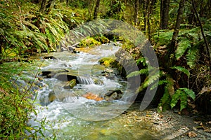 Forest stream though New Zealand natural bush