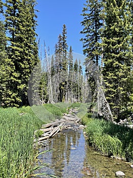 Forest Stream Umpqua Diamond Lake