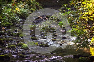 Forest stream. Water flowing through woodland. Focus on foreground