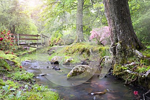 Forest stream and wooden bridge