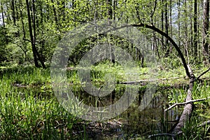 Forest streams bogged and covered by beaver dams in the Lipichanskaya Forest reserve