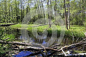 Forest streams bogged and covered by beaver dams in the Lipichanskaya Forest reserve
