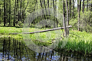 Forest streams bogged and covered by beaver dams in the Lipichanskaya Forest reserve