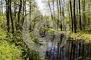 Forest streams bogged and covered by beaver dams in the Lipichanskaya Forest reserve