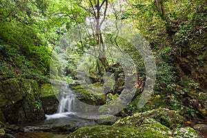 The forest streams and waterfalls