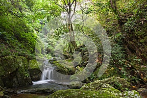 The forest streams and waterfalls photo