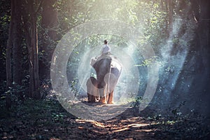 Into the Forest; Student Asian Boy with Elephant