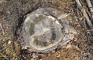 Forest stump, deforestation.