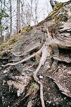 A forest with a stump from a large tree with long convex roots.