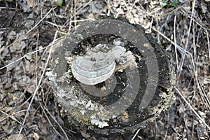 Forest stump with mushroom on top and dry grass around