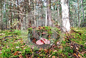 Forest with stump and mushrooms autumn view